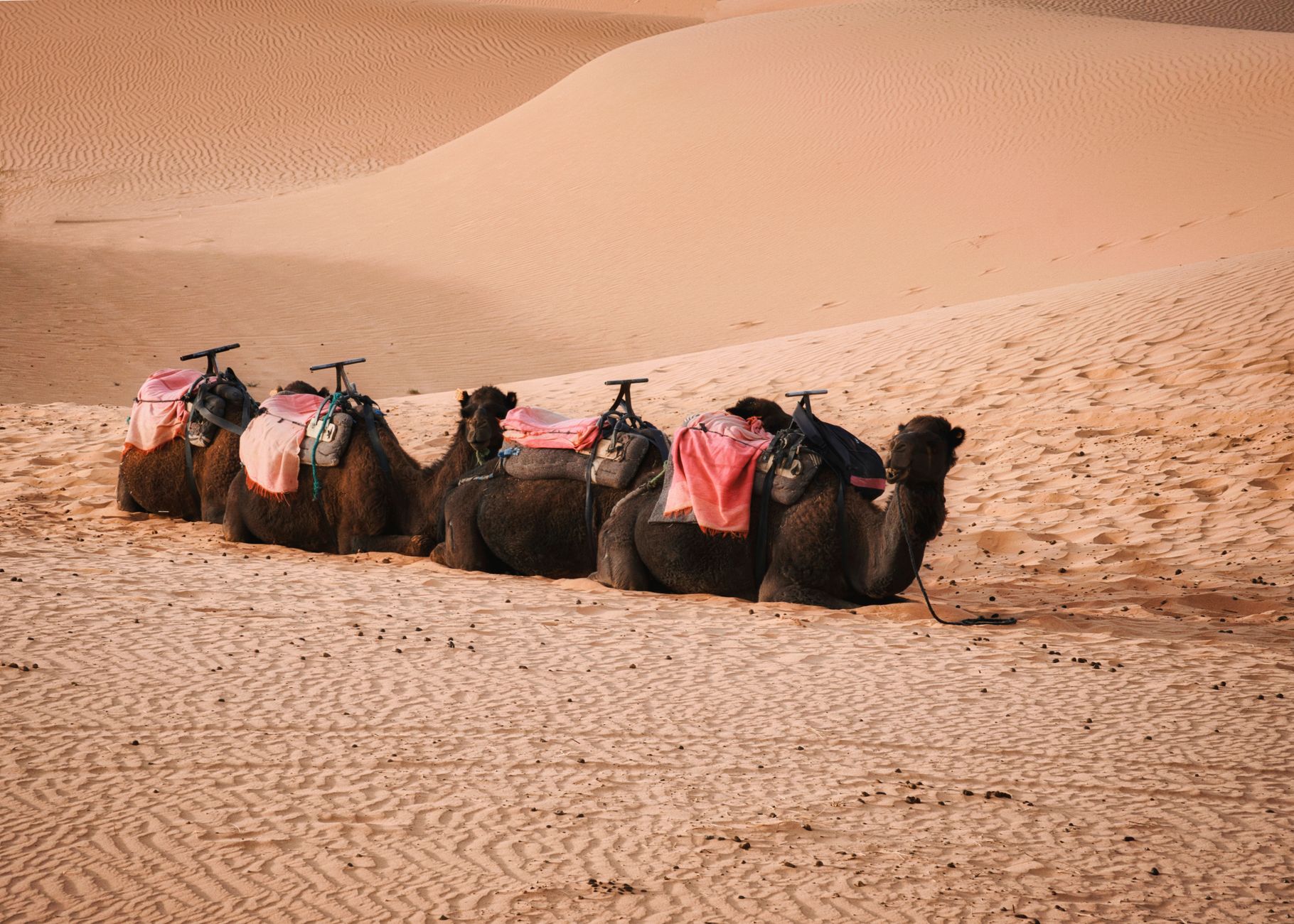 Camels resting on a dune at evening