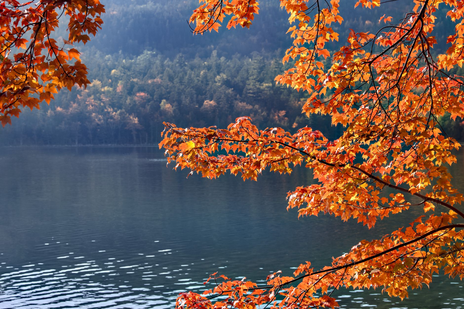 Red maples along a quiet lake shore